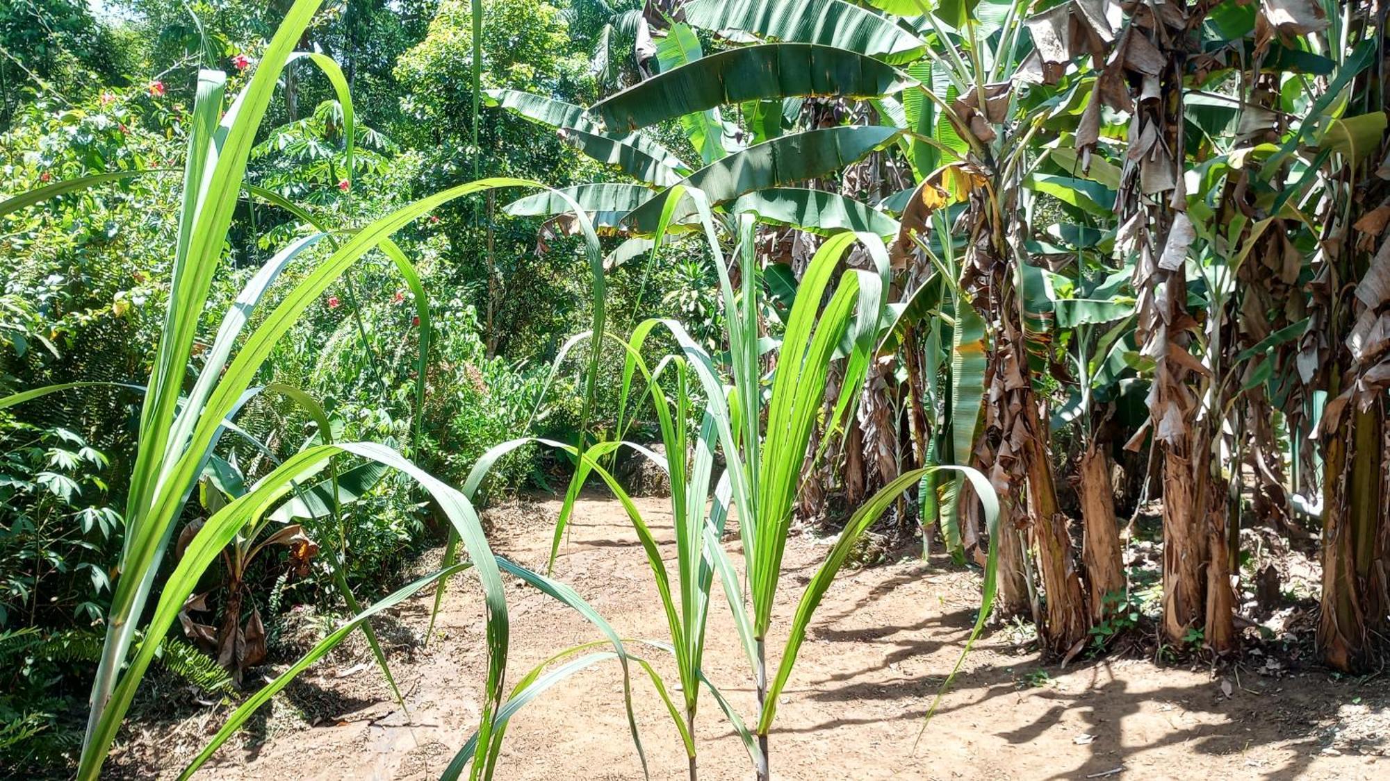 Casa de férias Cantinho Do Sossego - Sertao Da Da Fazenda *